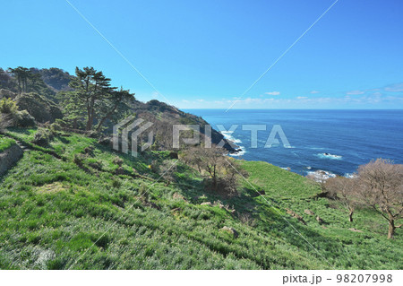 越前スイセン 越前スイセン 98207998