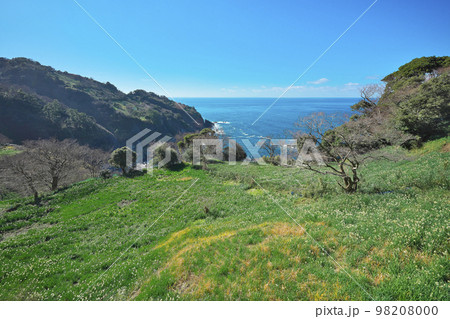 越前スイセン 98208000