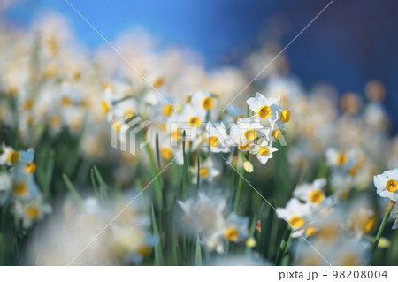 越前スイセン 98208004