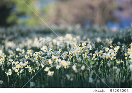 越前スイセン 越前スイセン 98208008