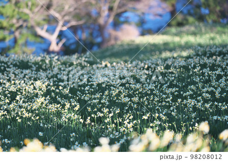 越前スイセン 98208012