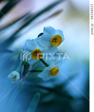 美しい冬の花日本水仙の写真素材 [98208025] - PIXTA