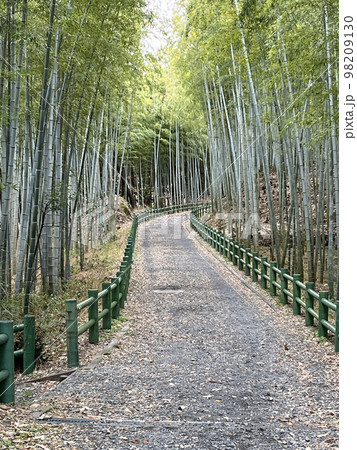 竹林の小径 98209130
