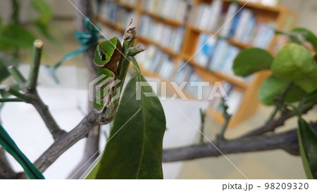 芋虫 芋虫 98209320