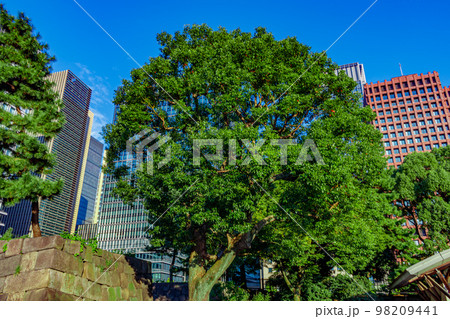 【東京の都市風景】和田倉噴水公園から見た高層ビル 98209441