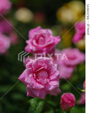 春の庭園 春の庭園 98209645