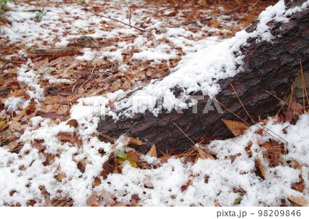 雪が被る椿 98209846