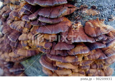 サルノコシカケ 98209931