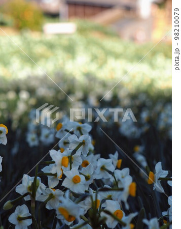 日本水仙花開道2023【愛媛県伊予市双海】23 98210079