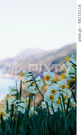 日本水仙花開道2023【愛媛県伊予市双海】2 98210118