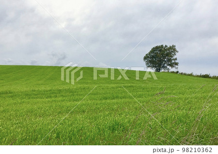 美瑛の丘の木 98210362