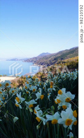 日本水仙花開道2023【愛媛県伊予市双海】39 日本水仙花開道2023【愛媛県伊予市双海】39 98210592