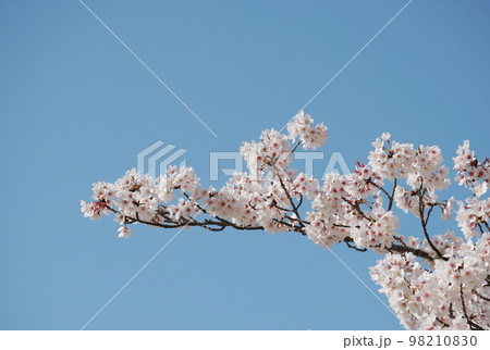 満開の桜 満開の桜 98210830