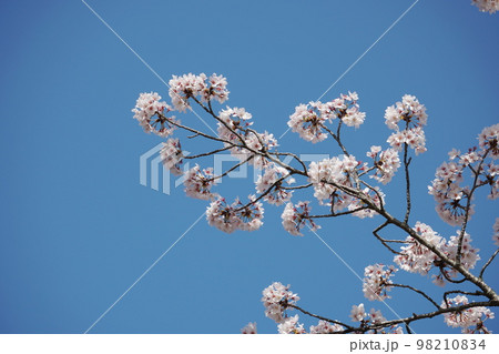 青空に凛と咲く桜 青空に凛と咲く桜 98210834