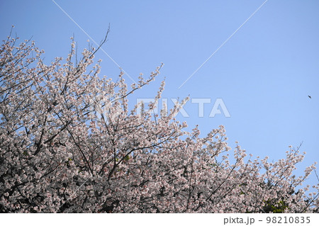 どこまでも満開の桜 98210835