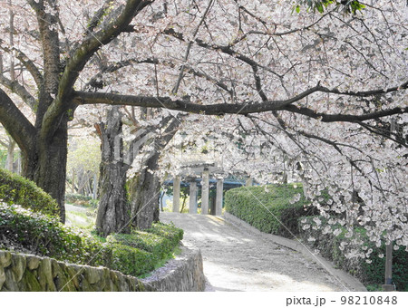 満開の桜 98210848