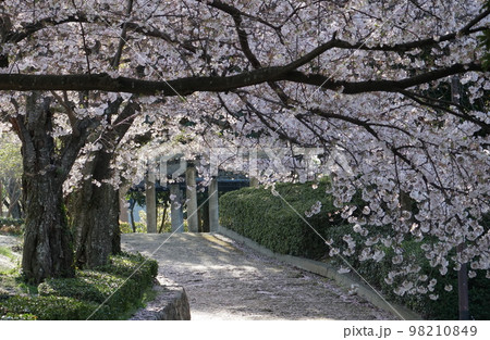 満開の桜 満開の桜 98210849
