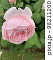 雨に濡れたピンクのバラ 98211200