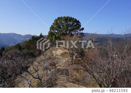 岡山県津山市にあるサムハラ神社（大阪にある「サムハラ神社」の奥の宮）の御神木：日詰山展望台から見る 98211593