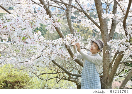 桜の枝を持ち上げて花を見ているシニア女性　ニーアップ 98211792