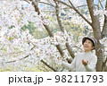 満開の桜の花を両手を広げて見とれている笑顔のシニア女性　バストアップ 98211793