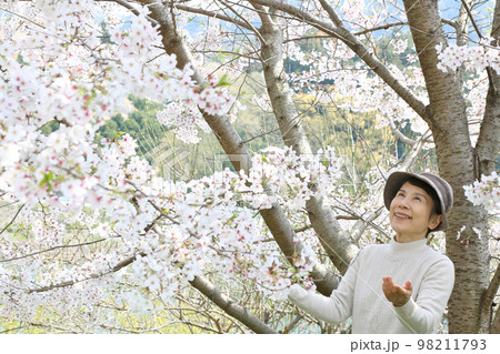満開の桜の花を両手を広げて見とれている笑顔のシニア女性　バストアップ 98211793