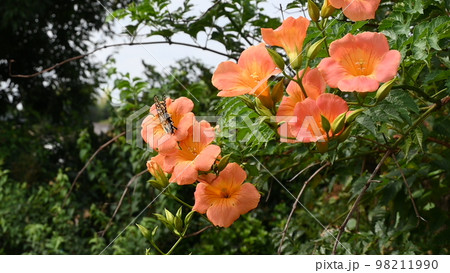 のうぜんかつら 98211990