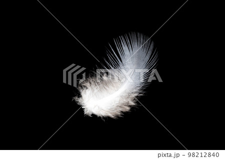White feather on black background, isolate 98212840