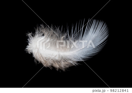 White feather on black background, isolate 98212841
