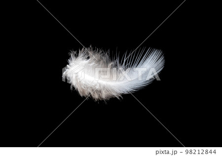White feather on black background, isolate 98212844