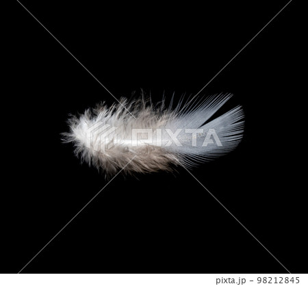 White feather on black background, isolate 98212845