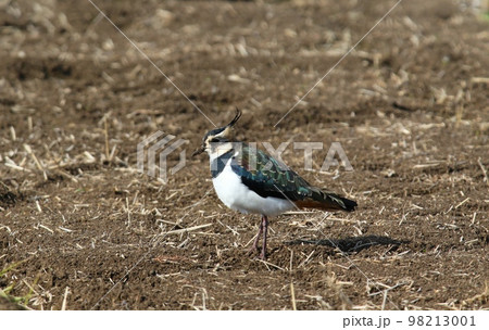 野鳥タゲリ 野鳥タゲリ 98213001