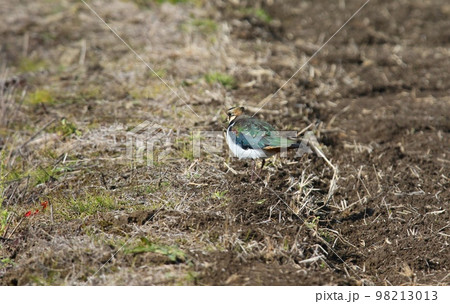 野鳥タゲリ 98213013