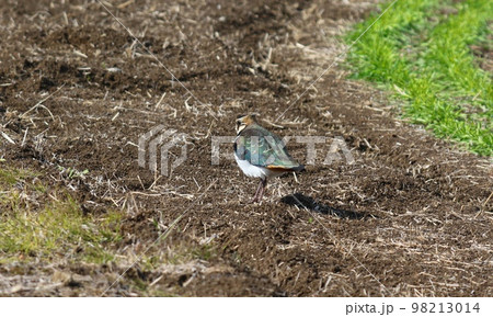 野鳥タゲリ 98213014