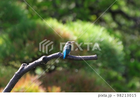 野鳥タゲリ 野鳥タゲリ 98213015