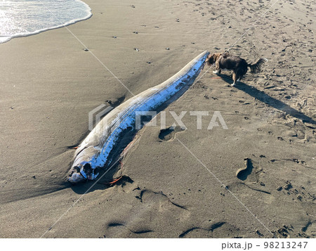 湘南の砂浜に打ち上げられたリュウグウノツカイ 湘南の砂浜に打ち上げられたリュウグウノツカイ 98213247
