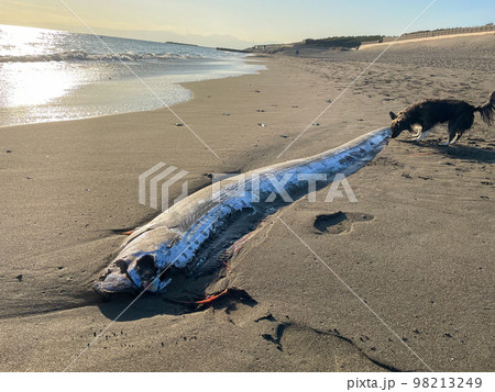 湘南の砂浜に打ち上げられたリュウグウノツカイ 98213249