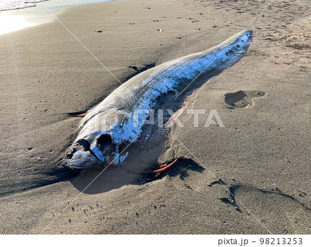 湘南の砂浜に打ち上げられたリュウグウノツカイ 98213253
