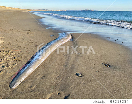湘南の砂浜に打ち上げられたリュウグウノツカイ 98213254