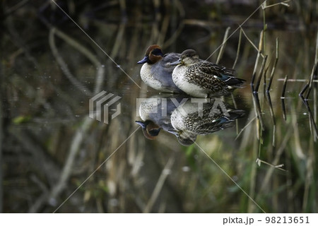 冬に公園や川に渡来する身近な水鳥、小さなコガモ 98213651