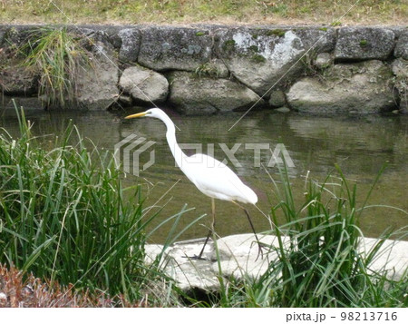 歩くシラサギさんです。 歩くシラサギさんです。 98213716