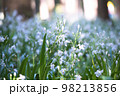 木漏れ日が当たるシャガの花の群生 98213856