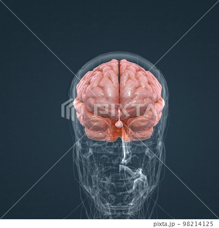 Central Nervous System. Brain and spinal cord 98214125