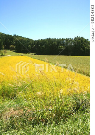 秋の信州、収穫時期を迎えた長野県大町市美麻地区の蕎麦畑と長野米コシヒカリの水田 98214833