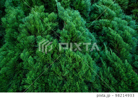 カイズカイブキのクローズアップ 98214933