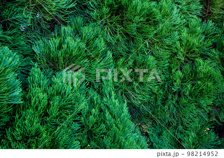 カイズカイブキのクローズアップ 98214952