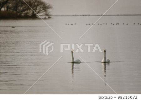 琵琶湖を泳ぐコハクチョウ 98215072