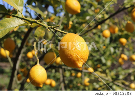 瀬戸内レモン 98215208