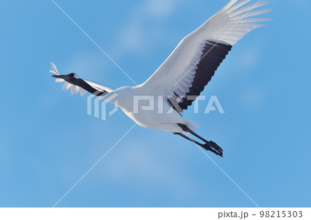 青空を飛ぶタンチョウ(北海道・鶴居) 青空を飛ぶタンチョウ(北海道・鶴居) 98215303