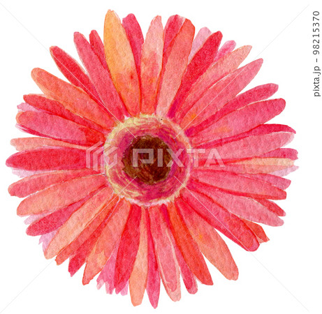 赤いガーベラの花 水彩イラストのイラスト素材 [98215370] - PIXTA